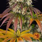 Barneys Farm Sour Diesel 4