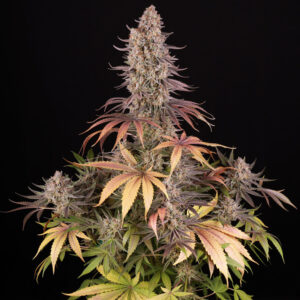 Barneys Farm Sour Strawberry 2