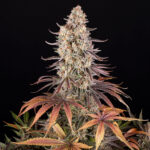 Barneys Farm Sour Strawberry 3