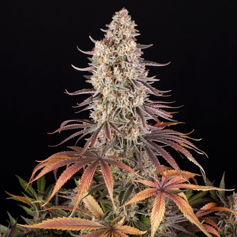 Barneys Farm Sour Strawberry 3