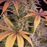 Barneys Farm Sour Strawberry 4