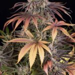 Barneys Farm Sour Strawberry 5