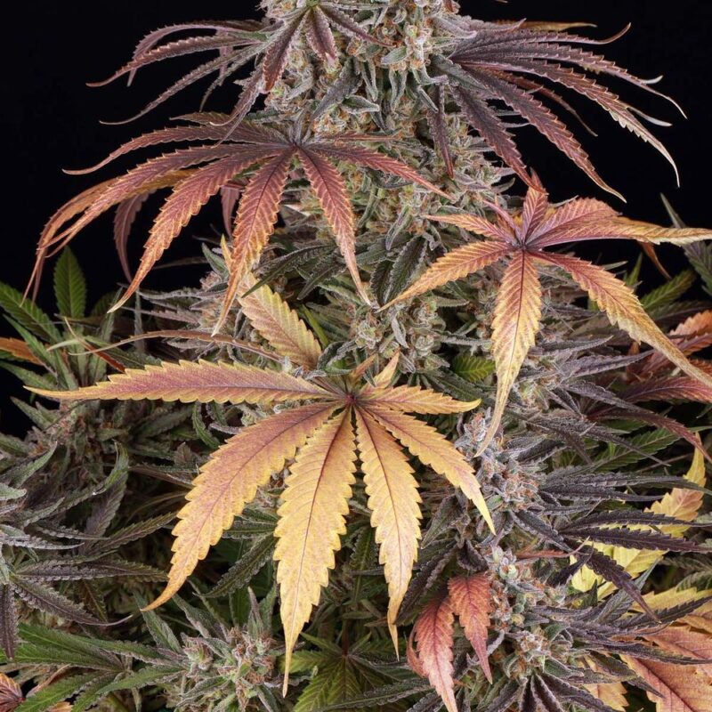 Barneys Farm Sour Strawberry 5