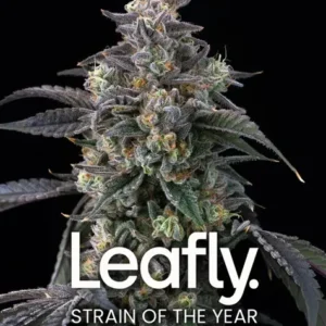 Barneys Farm Super Boof