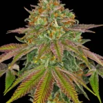 Barneys Farm Wedding Cake