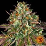 Barneys Farm Wedding Cake 7