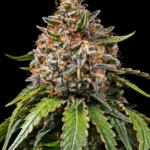 Barneys Farm White Widow XXL