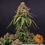 Barneys Farm White Widow XXL 2