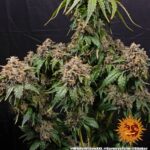 Barneys Farm White Widow XXL 3