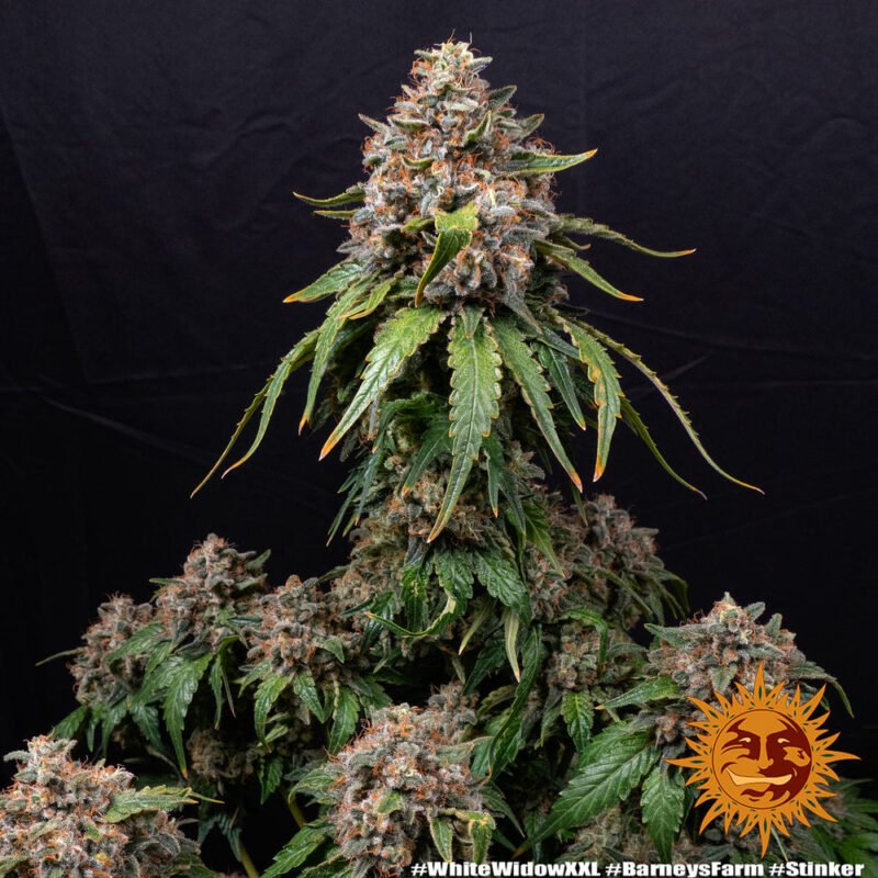 Barneys Farm White Widow XXL 4