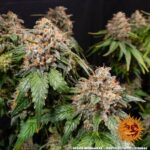 Barneys Farm White Widow XXL 5