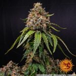 Barneys Farm White Widow XXL 6