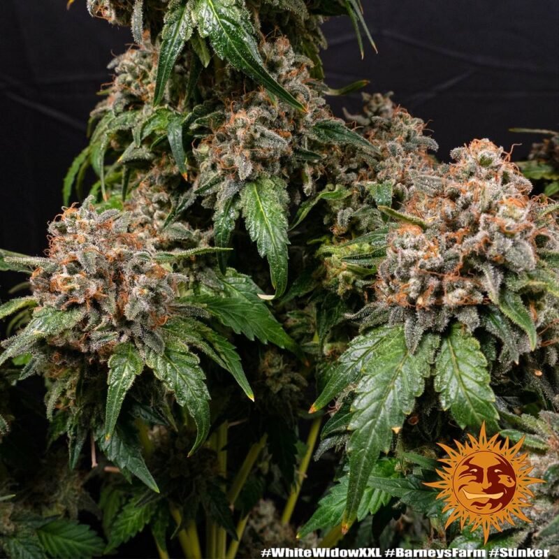 Barneys Farm White Widow XXL 7