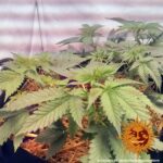 Barneys Farm Widow Remedy Regular 3