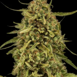 Barneys Farm Widow Remedy Regular