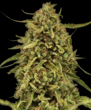 Barneys Farm Widow Remedy Regular