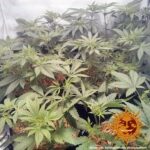 Barneys Farm Widow Remedy Regular 4