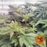 Barneys Farm Widow Remedy Regular 5