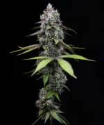 Barneys Farm Zoap