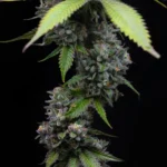 Barneys Farm Zoap 2