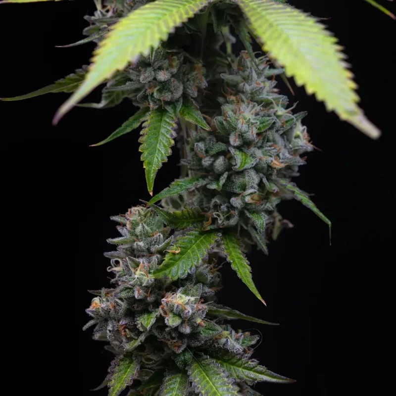 Barneys Farm Zoap 2