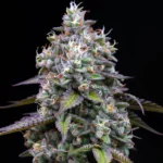 Barneys Farm Zoap 3