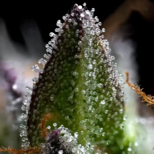 Barneys Farm Zoap 4