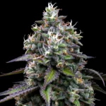 Barneys Farm Zoap 5