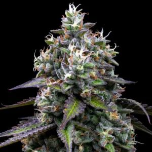 Barneys Farm Zoap 5