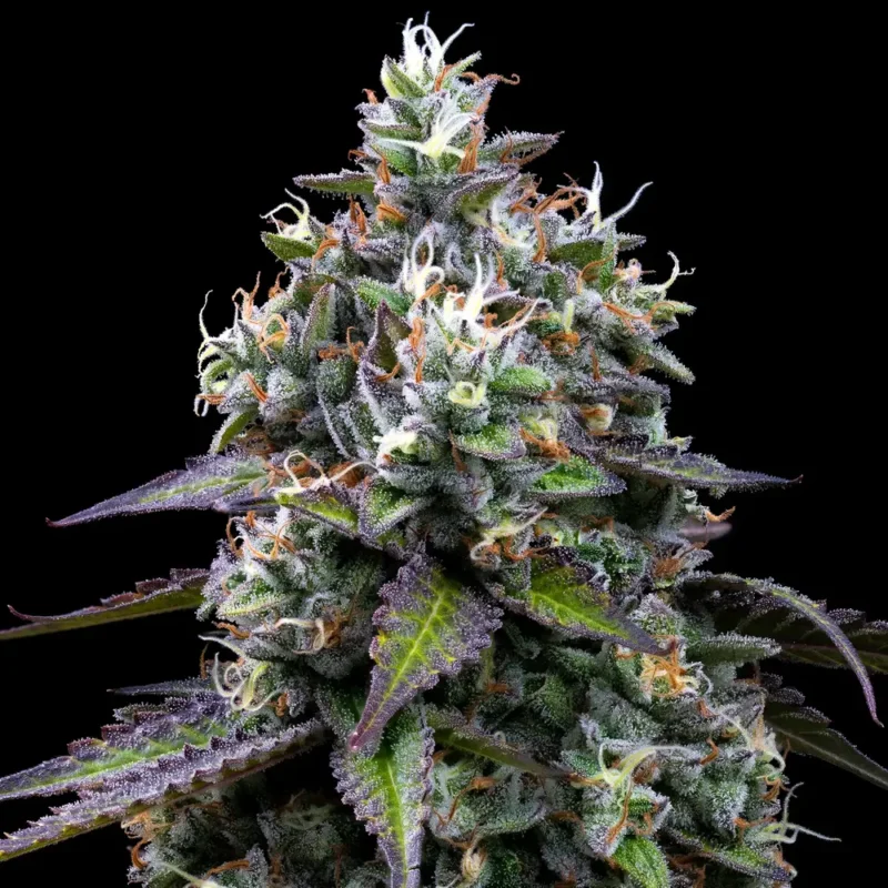 Barneys Farm Zoap 5