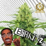 Birkinz Cannabis Stecklinge