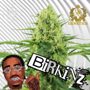 Birkinz Cannabis Stecklinge