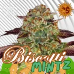 Biscotti Mintz Cannabis Stecklinge