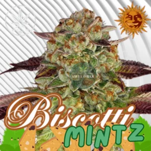 Biscotti Mintz Cannabis Stecklinge