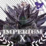 Imperium X Cannabis Stecklinge