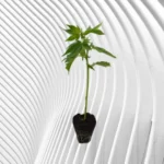 Imperium X Cannabis Stecklinge 2