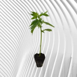 Imperium X Cannabis Stecklinge 2