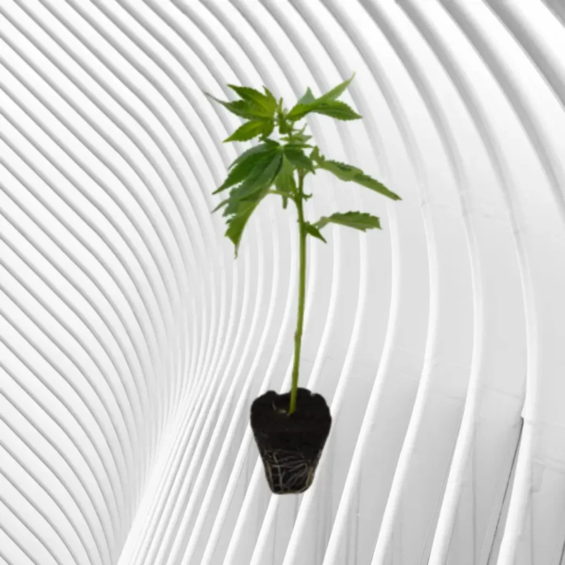 Imperium X Cannabis Stecklinge 2