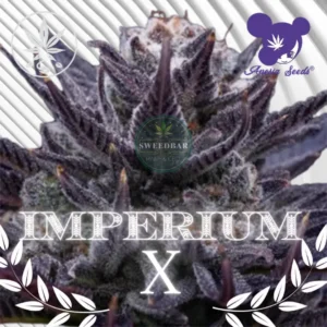 Imperium X Cannabis Stecklinge