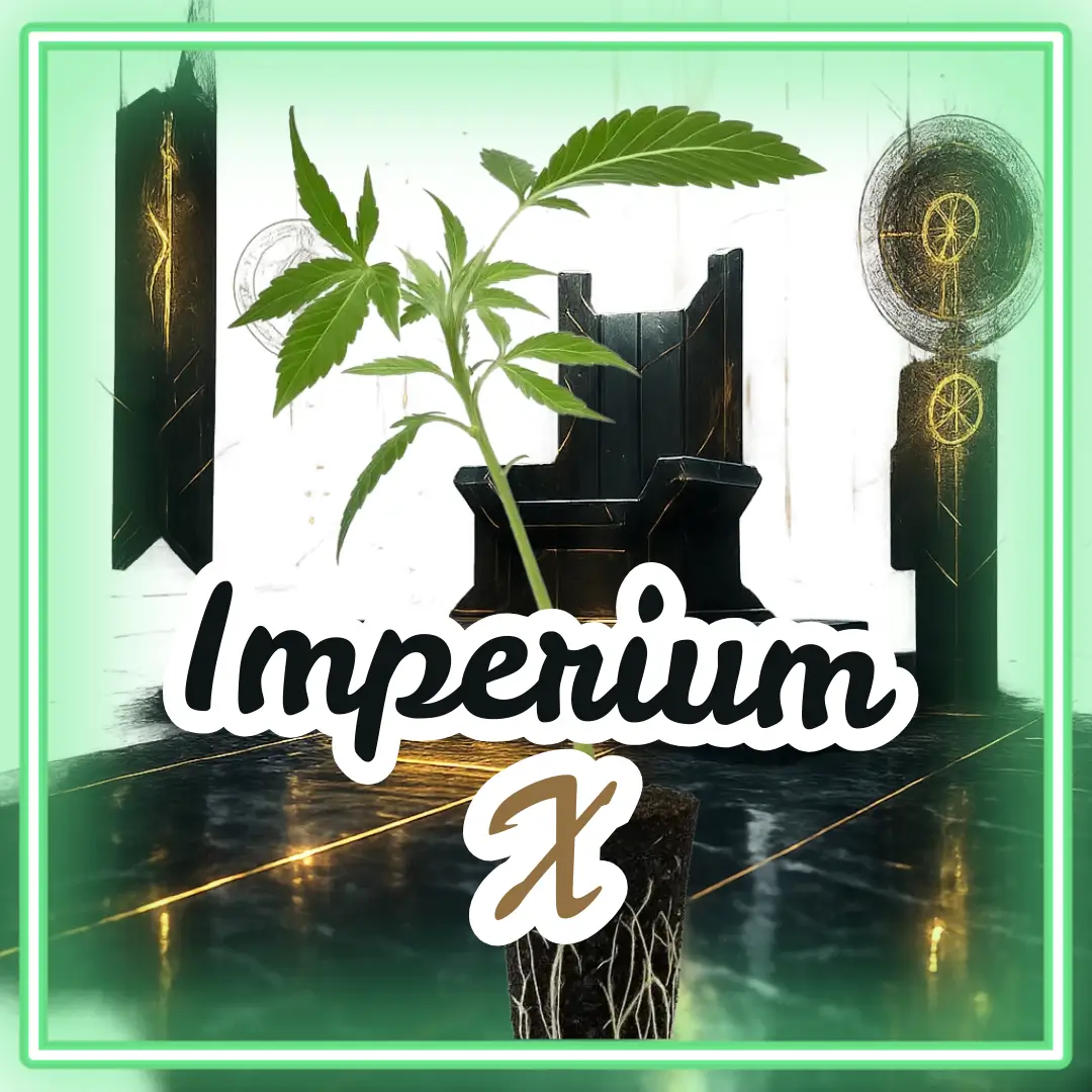 Imperium X Cannabis Stecklinge Hanfsteckling