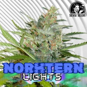 Northern Lights Cannabis Stecklinge