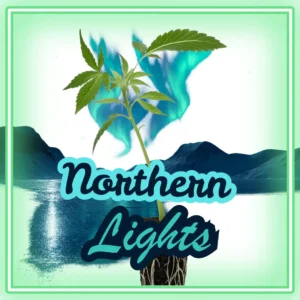 Northern Lights Cannabis Stecklinge Hanfsteckling