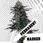 Permanent Marker Cannabis Stecklinge