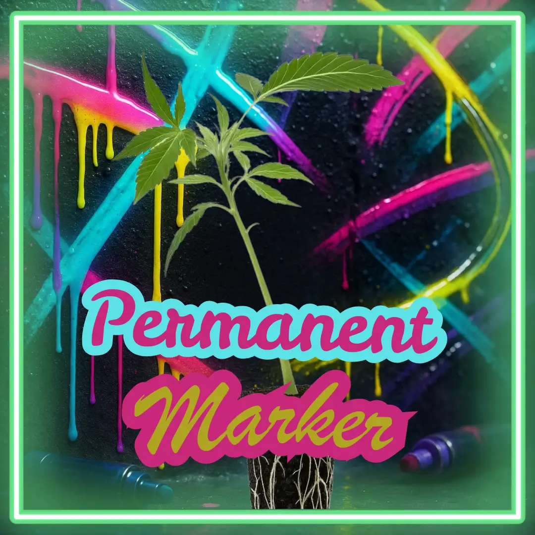 Permanent Marker Cannabis Stecklinge Hanfsteckling