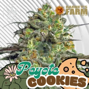 Peyote Cookies Cannabis Stecklinge