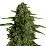 Royal Queen Seeds Medusa F1 Hybrid