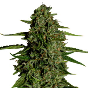 Royal Queen Seeds Medusa F1 Hybrid