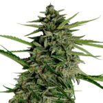Royal Queen Seeds Orion F1 Hybrid