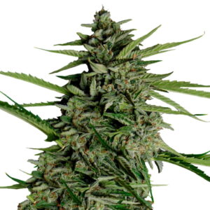Royal Queen Seeds Orion F1 Hybrid