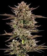 Barneys Farm Frosted Zinn x 3 Bears OG Auto 2